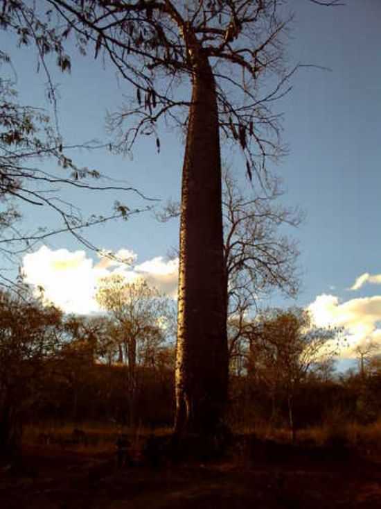 A GRANDE BARRIGUDA... ...COISA DA NATUREZA., POR LEOKLIDES CAFE - WANDERLEY - BA